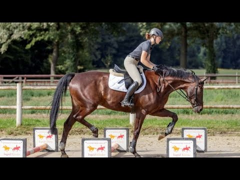 Springreiten? Aber sicher! Teil 3: Übungen mit Cavaletti