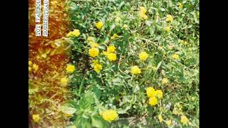 Toy Tambourine - Another Rainy Day