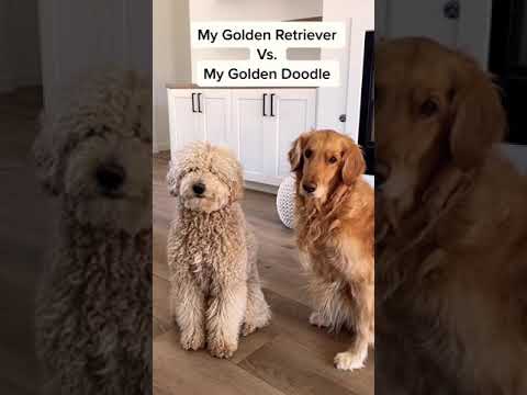 Golden retriever vs golden doodle !#shorts #funnyvideo #doglover ❤️🐾