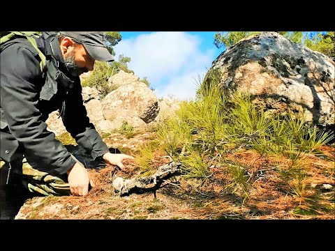 Pine Tree Yamadori Hunting Vol. 8 - Bonsai Inspiration From Nature - Relaxing Video on The Mountain