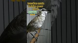 Download lagu trucukan muda belajar gacor ropel. #trucukangacor #trucukanropel #trucukmuda #trucukankebo mp3 Download lagu trucukan muda belajar gacor ropel. #trucukangacor #trucukanropel #trucukmuda #trucukankebo mp3