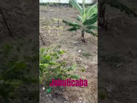 Muda de jabuticaba Una Bahia