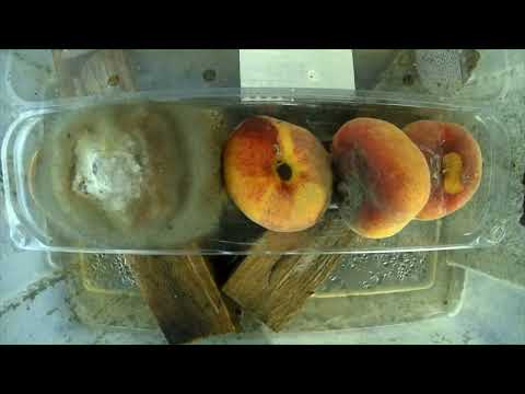 Plattpfirsich an der frischen Luft - Was passiert damit? [Zeitraffer]