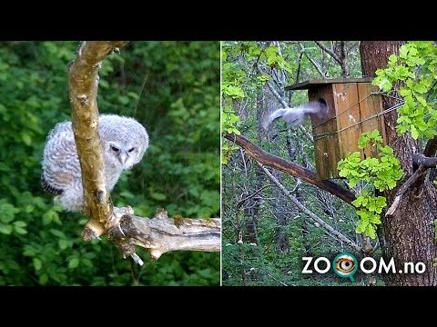 Fluffy owl chicks jumping out of nest – but don't know how to FLY!