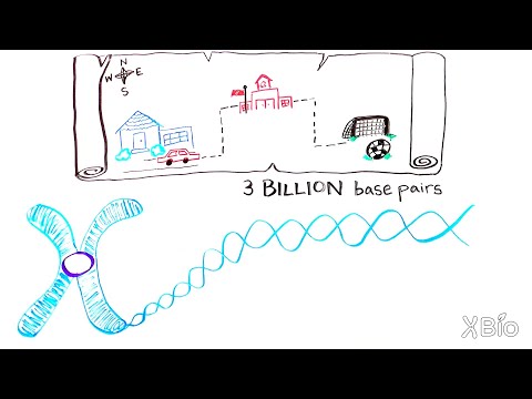 What is Gene Mapping?