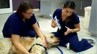 preview picture of video 'How to Brush Your Dog's Teeth - Severn River Animal Hospital'