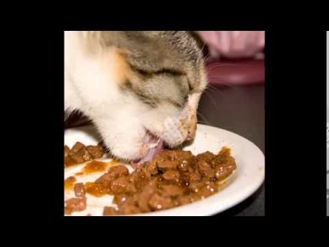 wet cat food for urinary problems
