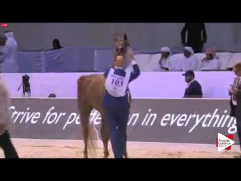 N.103 VALENTINO'S ANGEL MI - Dubai 2016 - Mares 4-6 years old (Class 5)