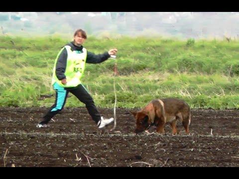 FCI World Championship for Tracking Dogs 2015