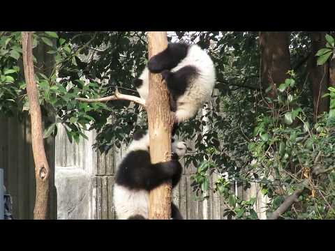 Cute Panda Bark Like A Dog!!