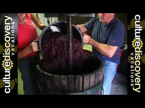 The 2007 Wine Harvest in Soriano nel Cimino