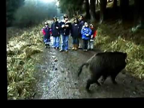 Attack of the killer boar - Wildschwein bedroht Familie (fun)