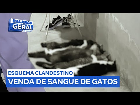 Três pessoas são presas por suspeita de compra e venda clandestina de sangue de gato
