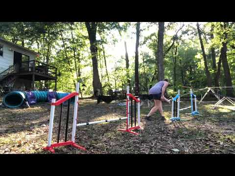 Yikes! Anna Eifert, Young Dogs2, Jaakko Turn 8/24/20