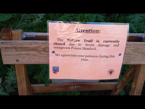 Poison Hemlock Can Kill You in 3 Hours or Less - Reno Nv