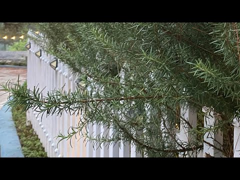 Xử lý trấu tươi để làm bầu ươm