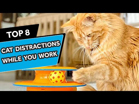 8 Ways to Keep Your Cat Busy While You're at Work