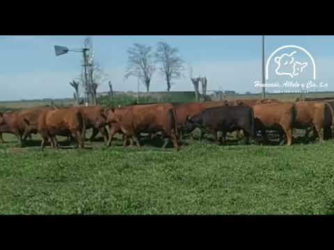 Hacienda - Cabaña Angus De Giusti (Video 2)