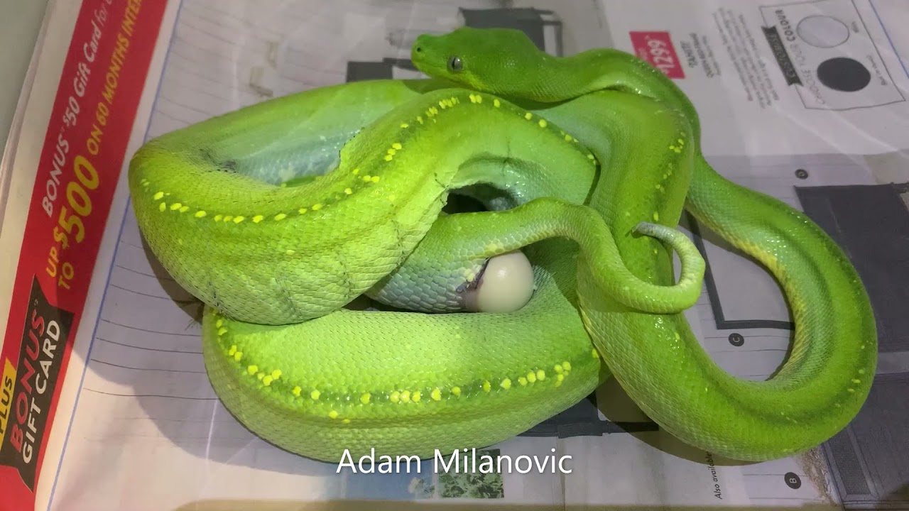 Australian Green Tree Python (M. viridis) Laying Eggs