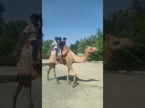 camel Ki sawari #camel #shorts