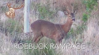 ROEBUCK RAMPAGE