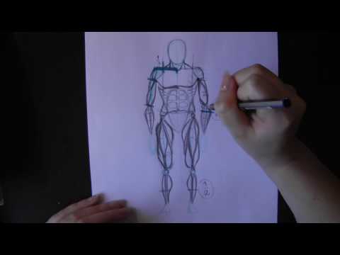 【Corso di Disegno】Anatomia. Lezione 02 – Lo scorticato (Parte 2)
