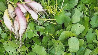 আলহামদুলিল্লাহ মাশাআল্লাহ সকাল সকাল বাগান থেকে মুলা শাক উঠালাম||