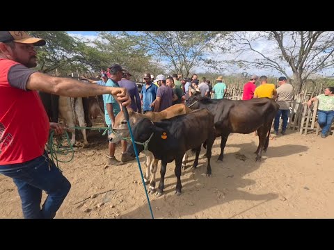 FEIRA DO GADO DA VILA JERIMUM TAQUARITINGA DO NORTE-PE 