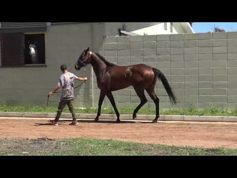 Lote HORTELA (BRZ)