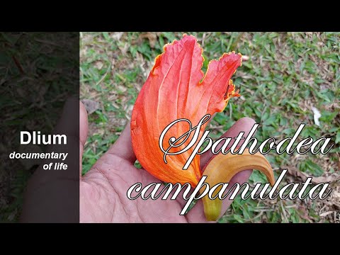 Afrikanischer Tulpenbaum (Spathodea campanulata) – Teil 3