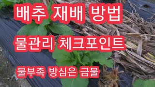 [배추재배방법] 배추 물관리는 보약이다