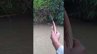 Download lagu Wiiiiih sensasi nya luar biasa mantaap#mancing #mancingmantap #mancingceria #fishing #ikan #wader mp3
