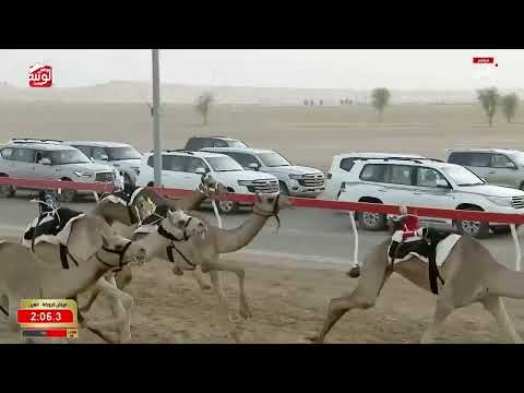 ش 8 (الريم) لـ ناصر خليفه بن سلطان المنصوري 4:41:71 ، مهرجان العين 2026/08/05 لقايا الروضة