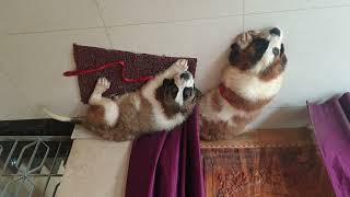 St. Bernard Puppies Videos