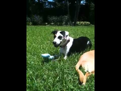 Lilo, an adopted Beagle & Border Collie Mix in Homestead, FL_image-1