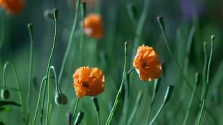 Fight or Flight Audio