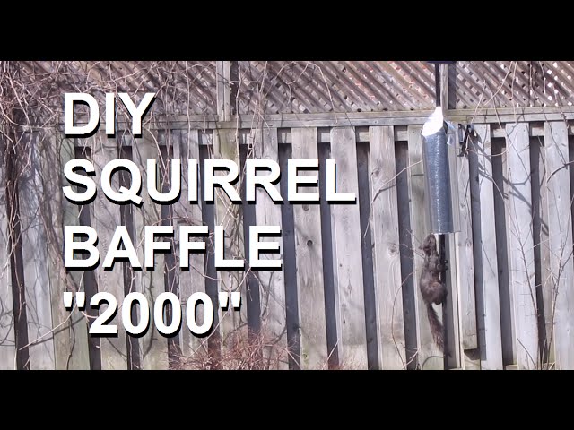 What is the best squirrel deterrent?
