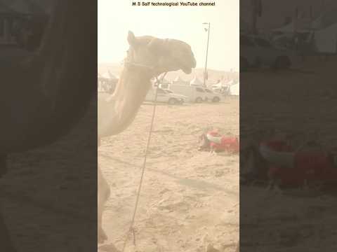 Wow! Camel Ride #camel #camelride #camelriding #camels #uae #gulf