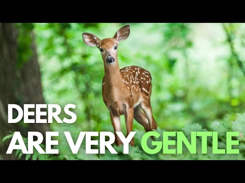 Deer Facts Video – Interesting Facts about Deer