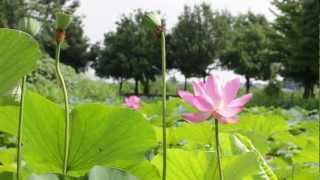 preview picture of video '夏の蓮 埼玉県行田市 Lotus Gyoda Saitama'