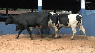 Vídeo 29 - 1ª ETAPA MEGA LIQUIDAÇÃO TOTAL AGROPECUÁRIA MARAJOARA - DIA 4 | GADO GIROLANDO E HOLANDÊS