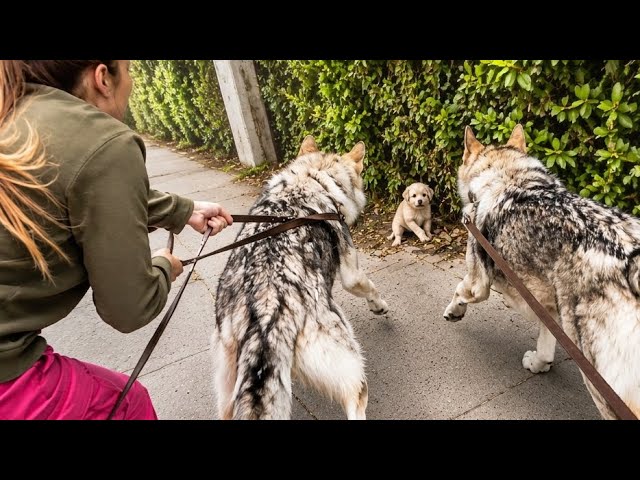 Vídeo relacionado con The Mountain Rescue Dog: the most heartwarming story of the autumn, perfect for young animal fans!