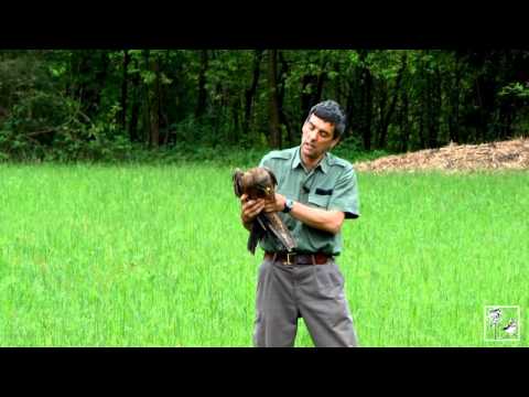 La liberazione di un rapace nel Parco Pineta