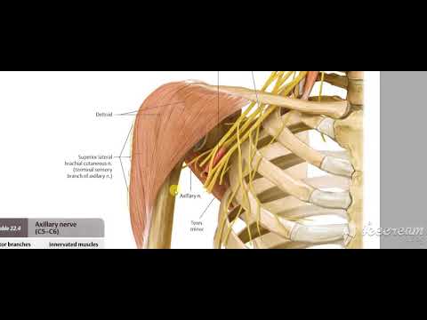 Axillary nerve 3