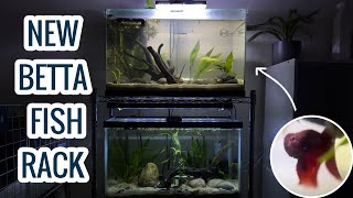 Setting Up A Betta Fish Rack