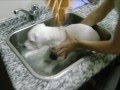 dogo argentino al limite ( indio)