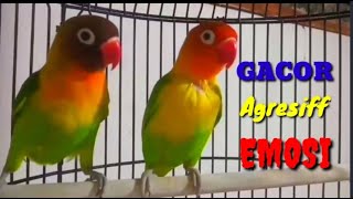 Download lagu Suara Pancingan Lovebird Emosi, Ampuh buat lovebird lain jadi Gacor mp3