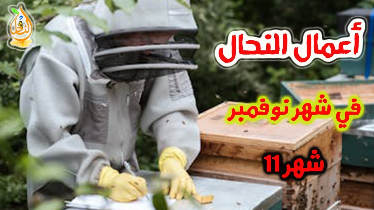 أهم الأعمال والنصائح التي يقوم بها النحال في شهر نوفمبر/ الشهر 11