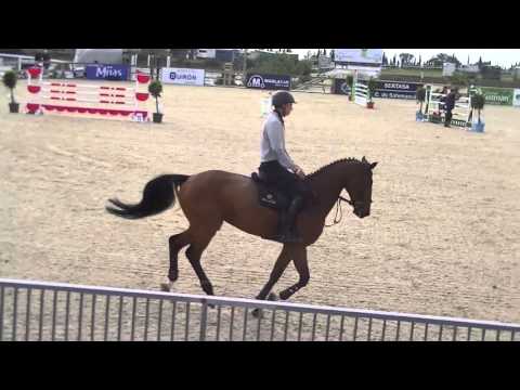 Aachen du Rouet 5 yo gelding by Untouchable x Quaprice Boimargot @ Mijas