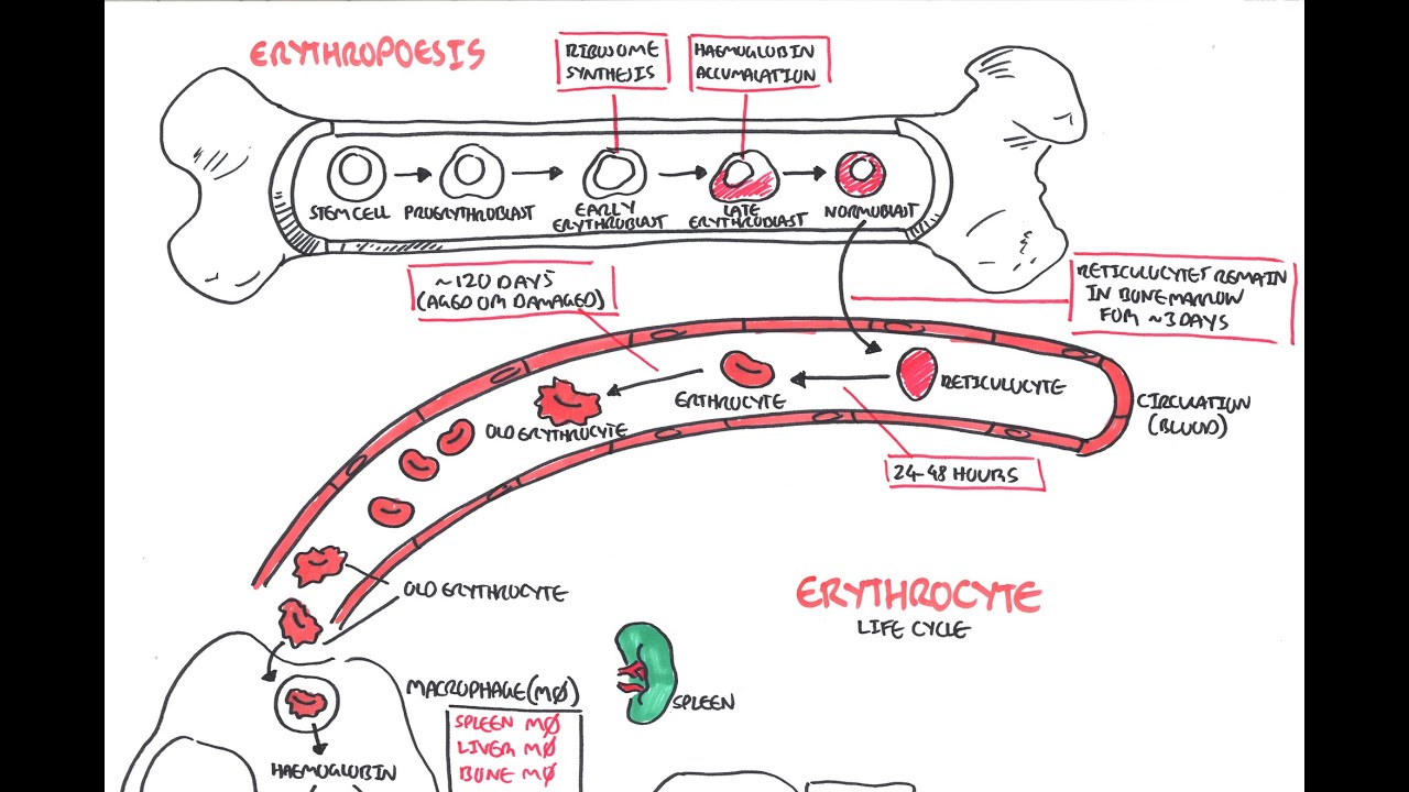 Haematology - Red Blood Cell Life Cycle